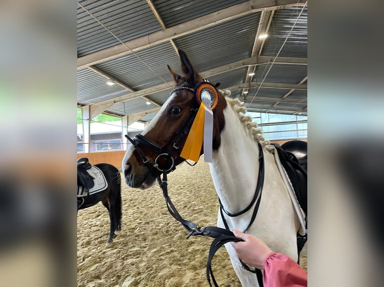 Irish Sport Horse Wallach 12 Jahre 152 cm Schecke in Pulheim