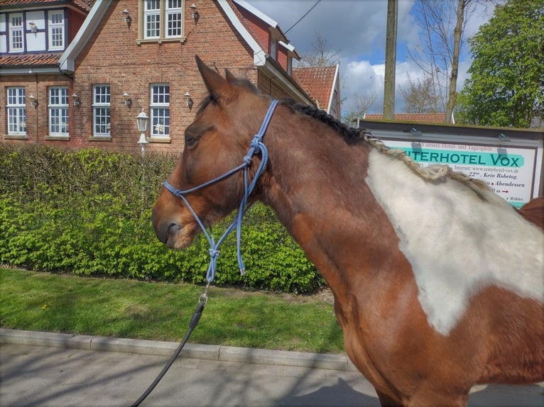 Irish Sport Horse Wallach 12 Jahre 152 cm Schecke in Eggermühlen
