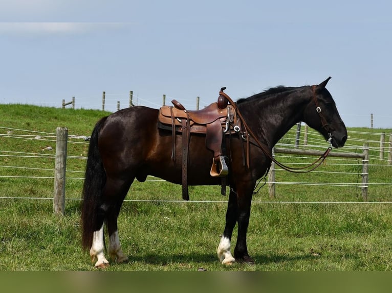 Irish Sport Horse Mix Wallach 12 Jahre 163 cm Rappe in Rebersburg, PA