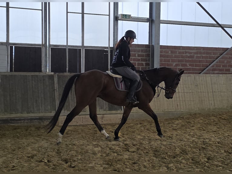 Irish Sport Horse Mix Wallach 12 Jahre 165 cm Brauner in Wachtendonk