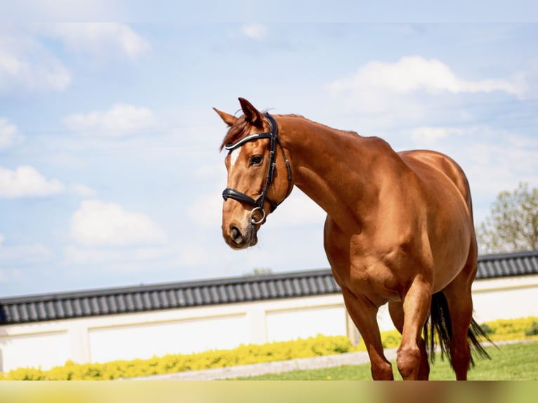 Irish Sport Horse Wallach 12 Jahre 167 cm Fuchs in Bujny