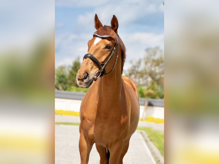 Irish Sport Horse Wallach 12 Jahre 167 cm Fuchs in Bujny