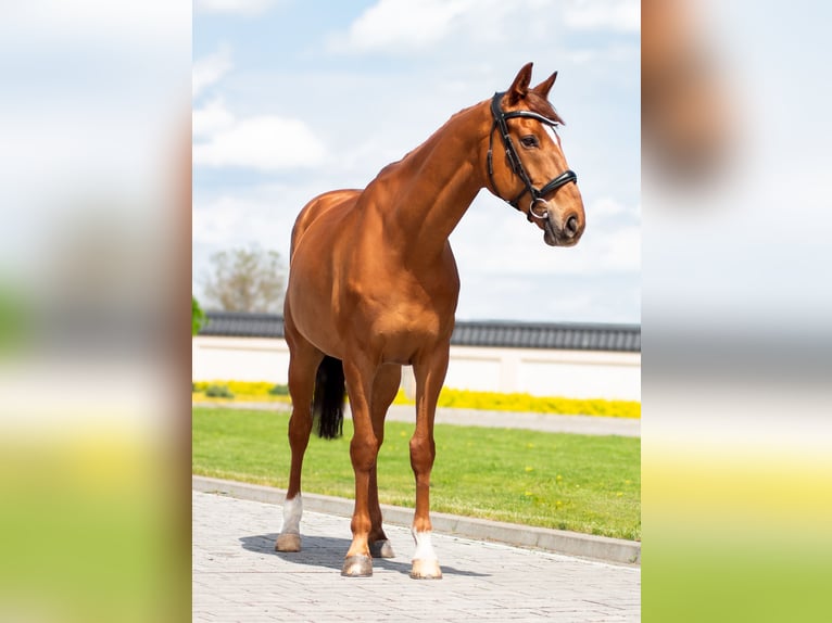 Irish Sport Horse Wallach 12 Jahre 167 cm Fuchs in Bujny