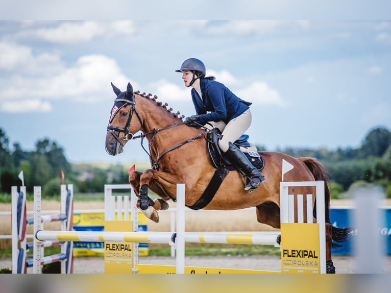 Irish Sport Horse Wallach 12 Jahre 167 cm Fuchs in Bujny