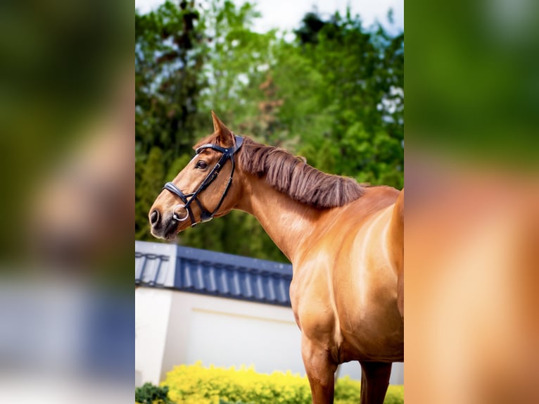 Irish Sport Horse Wallach 12 Jahre 167 cm Fuchs in Bujny