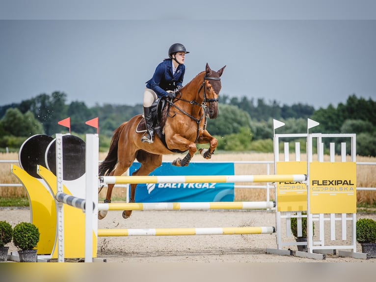 Irish Sport Horse Wallach 12 Jahre 167 cm Fuchs in Bujny