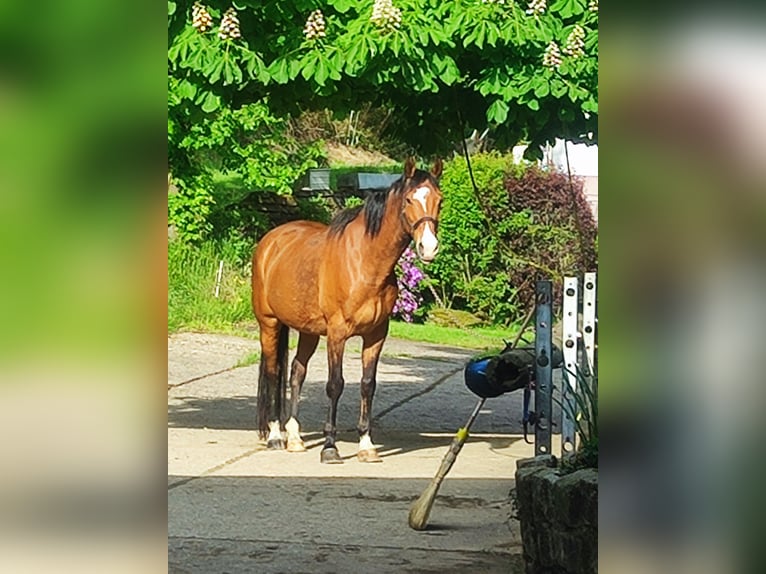Irish Sport Horse Wallach 12 Jahre 168 cm Brauner in Friesenhagen