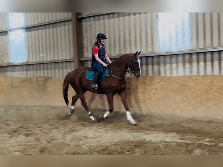 Irish Sport Horse Wallach 12 Jahre 168 cm Dunkelfuchs in Sligo