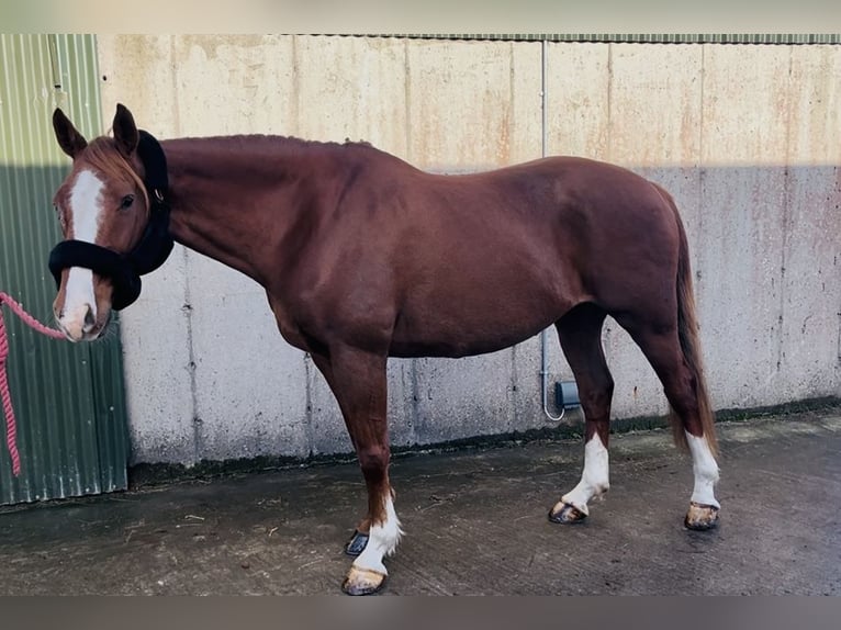 Irish Sport Horse Wallach 12 Jahre 168 cm Dunkelfuchs in Sligo