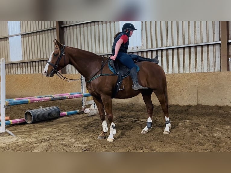 Irish Sport Horse Wallach 12 Jahre 168 cm Dunkelfuchs in Sligo