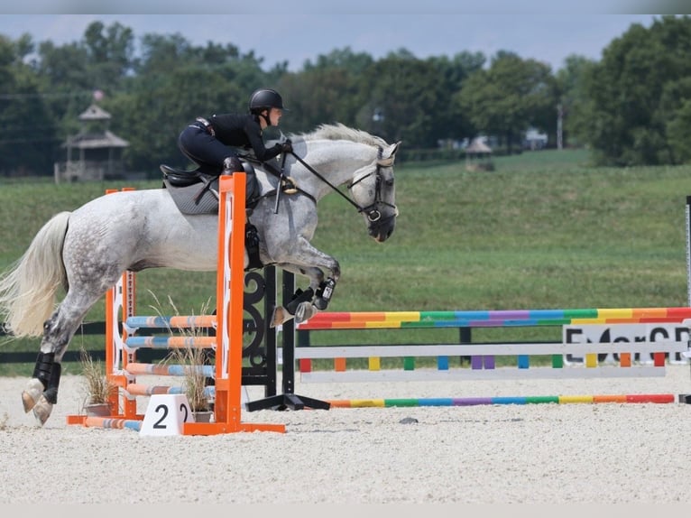 Irish Sport Horse Wallach 12 Jahre 168 cm Schimmel in Edenton