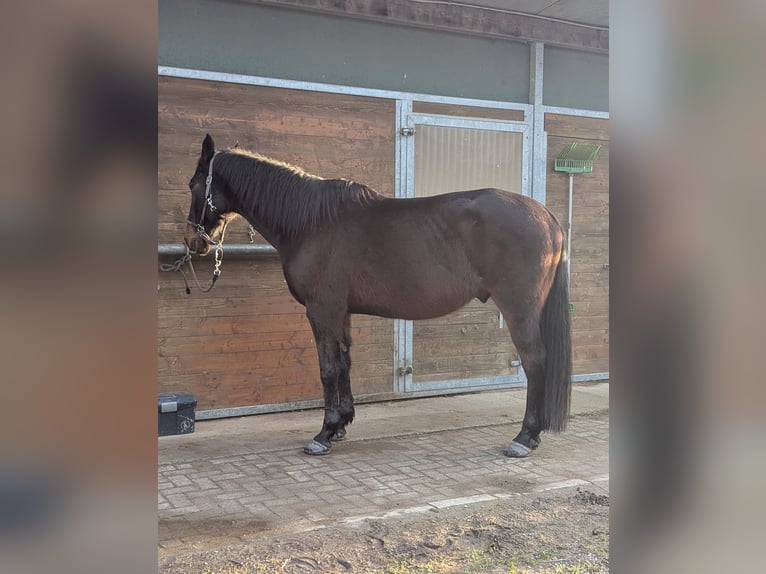Irish Sport Horse Wallach 12 Jahre 169 cm Brauner in Riegel am Kaiserstuhl