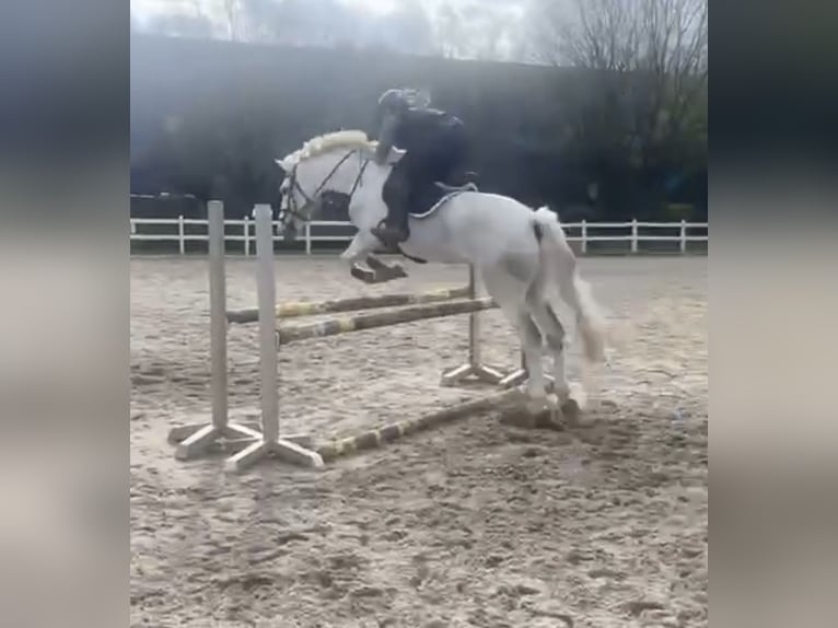 Irish Sport Horse Wallach 12 Jahre 170 cm White in Heppen