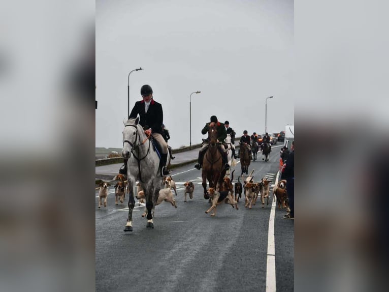 Irish Sport Horse Wallach 12 Jahre 173 cm Apfelschimmel in Sligo