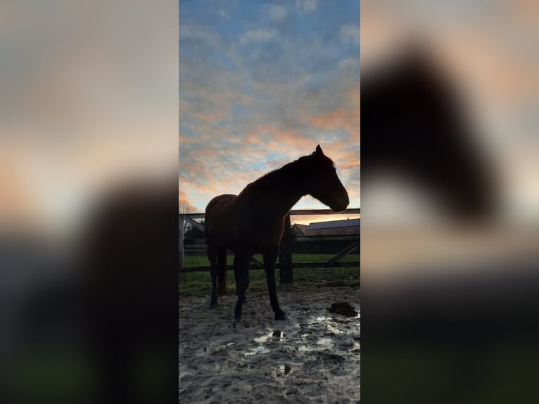 Irish Sport Horse Wallach 12 Jahre in Friesoythe