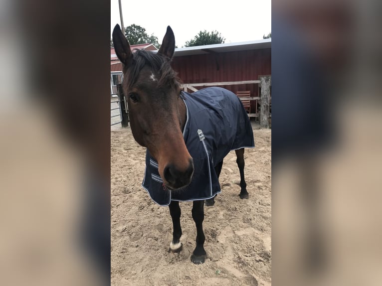 Irish Sport Horse Wallach 12 Jahre in Friesoythe