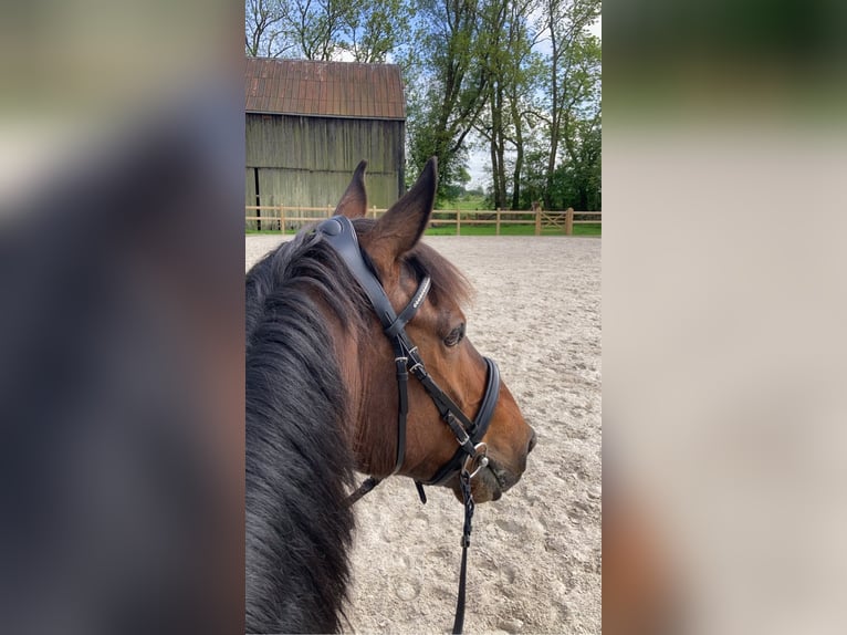 Irish Sport Horse Wallach 12 Jahre in Friesoythe