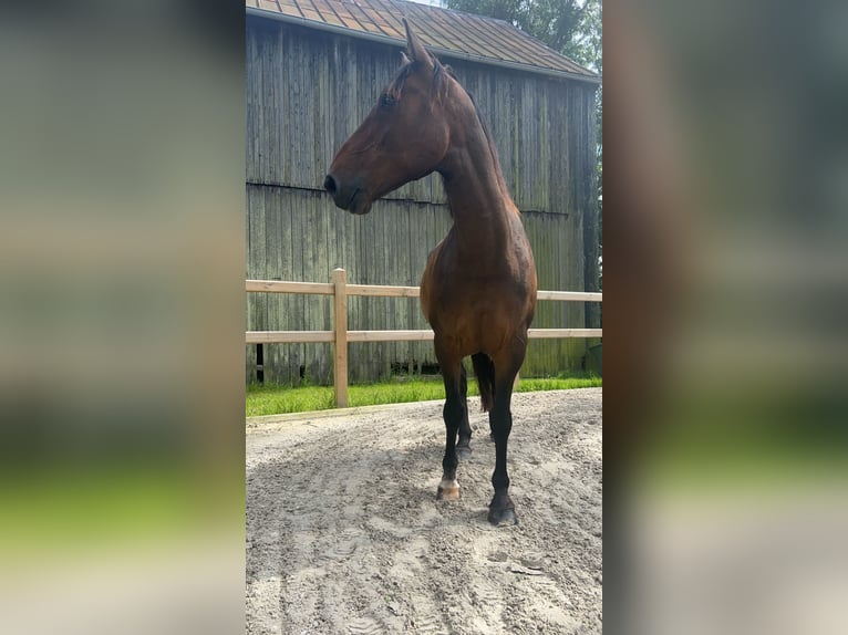 Irish Sport Horse Wallach 12 Jahre in Friesoythe