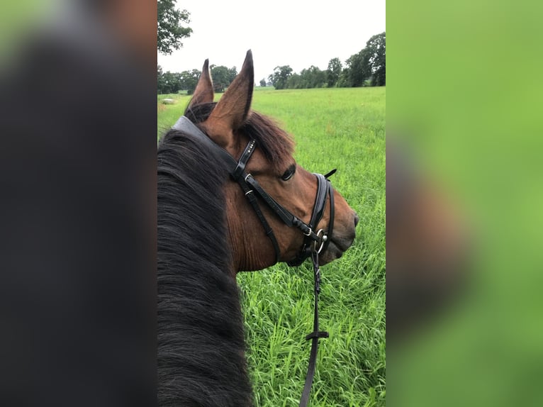 Irish Sport Horse Wallach 12 Jahre in Friesoythe