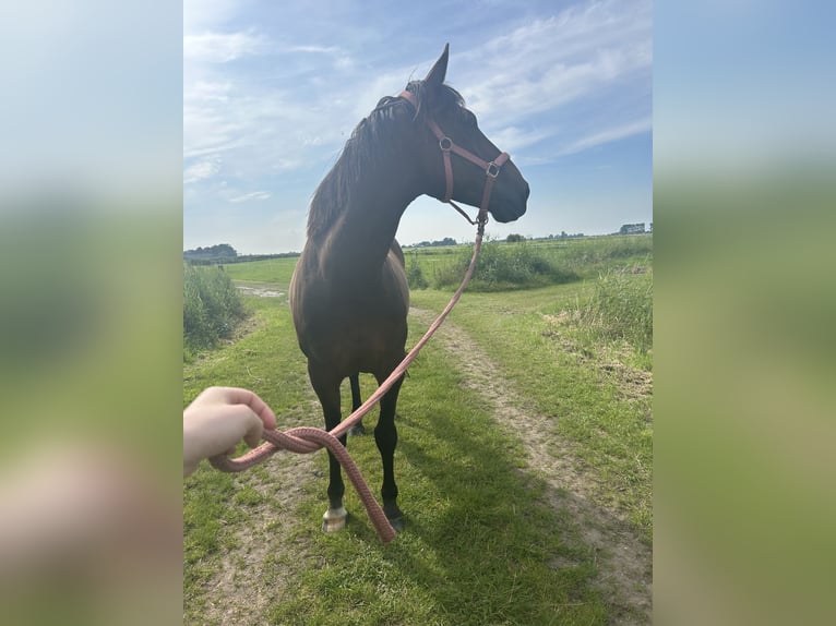 Irish Sport Horse Wallach 12 Jahre in Friesoythe