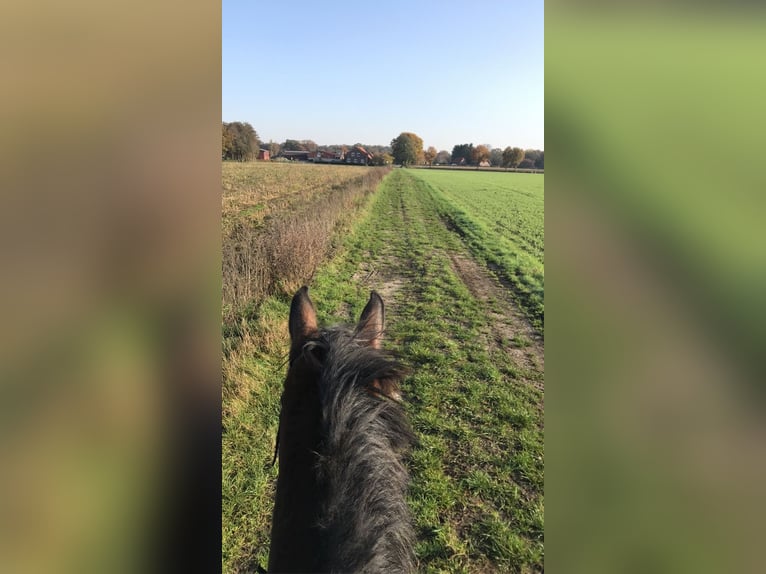Irish Sport Horse Wallach 12 Jahre in Friesoythe