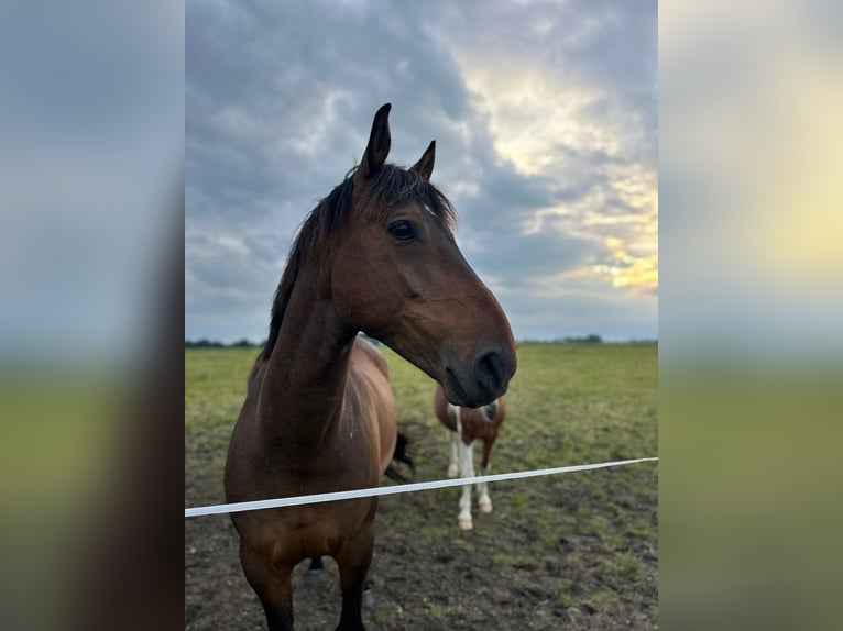 Irish Sport Horse Wallach 12 Jahre in FriesoytheFriesoythe