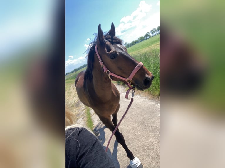 Irish Sport Horse Wallach 12 Jahre in FriesoytheFriesoythe