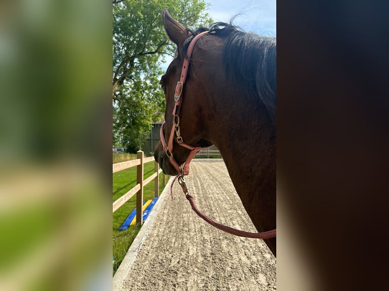 Irish Sport Horse Wallach 12 Jahre in FriesoytheFriesoythe