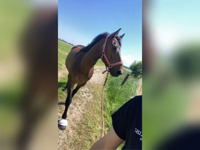 Irish Sport Horse Wallach 12 Jahre in FriesoytheFriesoythe