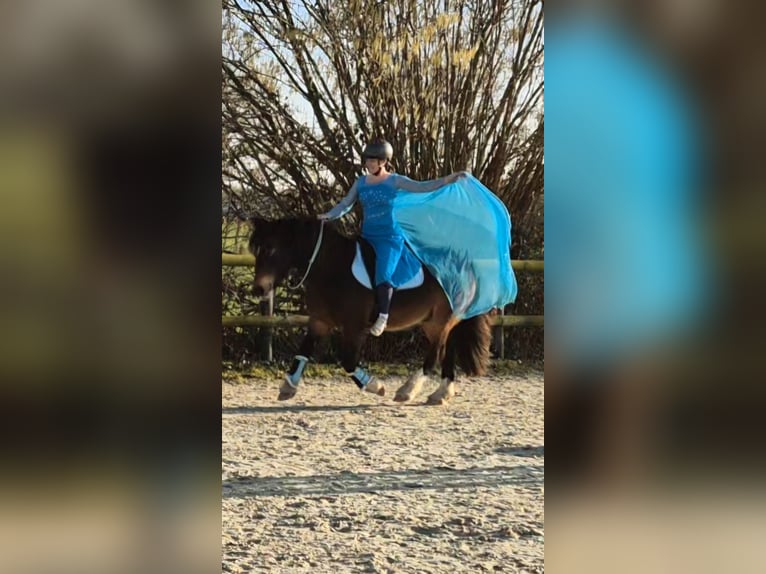 Irish Sport Horse Mix Wallach 13 Jahre 142 cm Brauner in Rosendahl