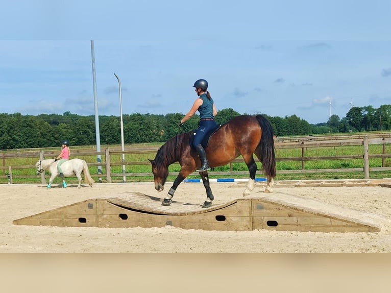 Irish Sport Horse Mix Wallach 13 Jahre 142 cm Brauner in Rosendahl