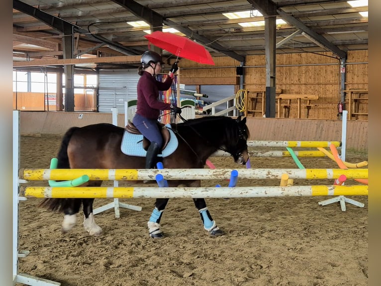 Irish Sport Horse Mix Wallach 13 Jahre 142 cm Brauner in Rosendahl