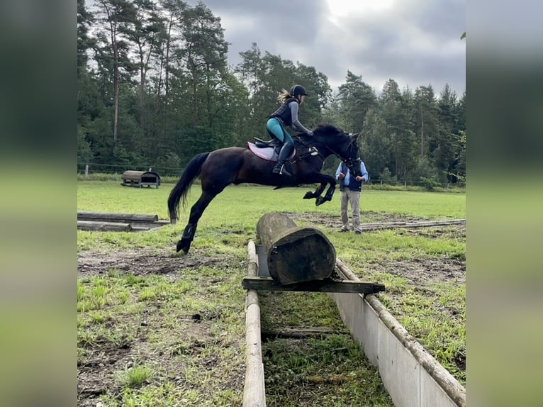 Irish Sport Horse Wallach 13 Jahre 147 cm Rappe in Nehms