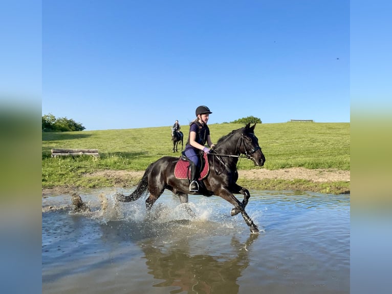 Irish Sport Horse Wallach 13 Jahre 147 cm Rappe in Nehms