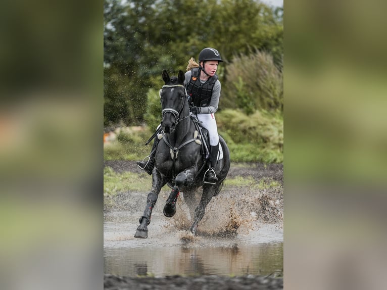 Irish Sport Horse Wallach 13 Jahre 147 cm Rappe in Nehms