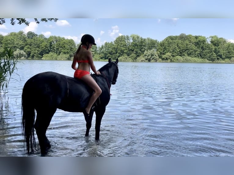 Irish Sport Horse Wallach 13 Jahre 147 cm Rappe in Nehms