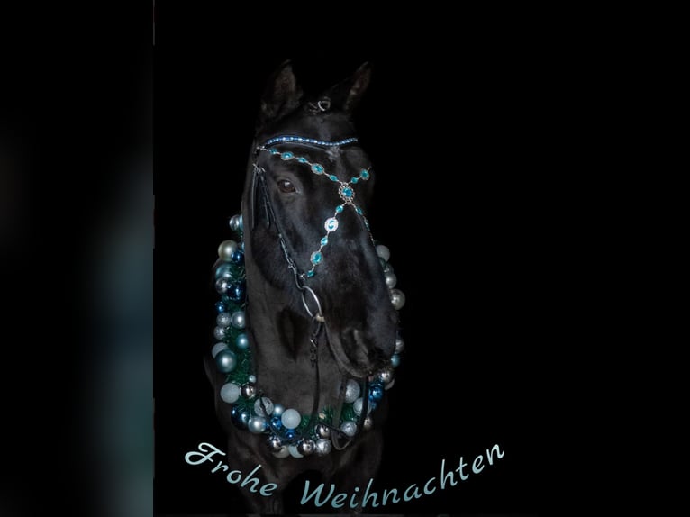 Irish Sport Horse Wallach 13 Jahre 147 cm Rappe in Nehms