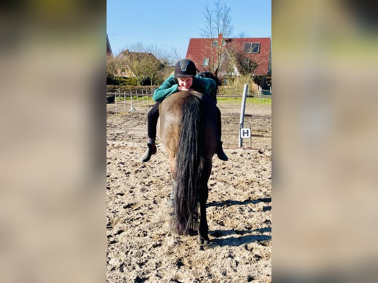 Irish Sport Horse Wallach 13 Jahre 147 cm Rappe in Nehms