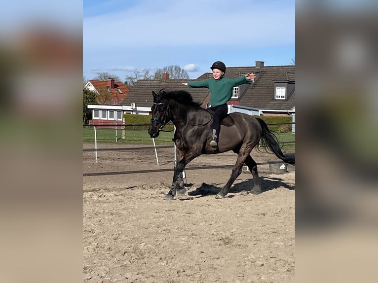 Irish Sport Horse Wallach 13 Jahre 147 cm Rappe in Nehms