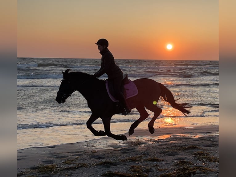 Irish Sport Horse Wallach 13 Jahre 147 cm Rappe in Nehms