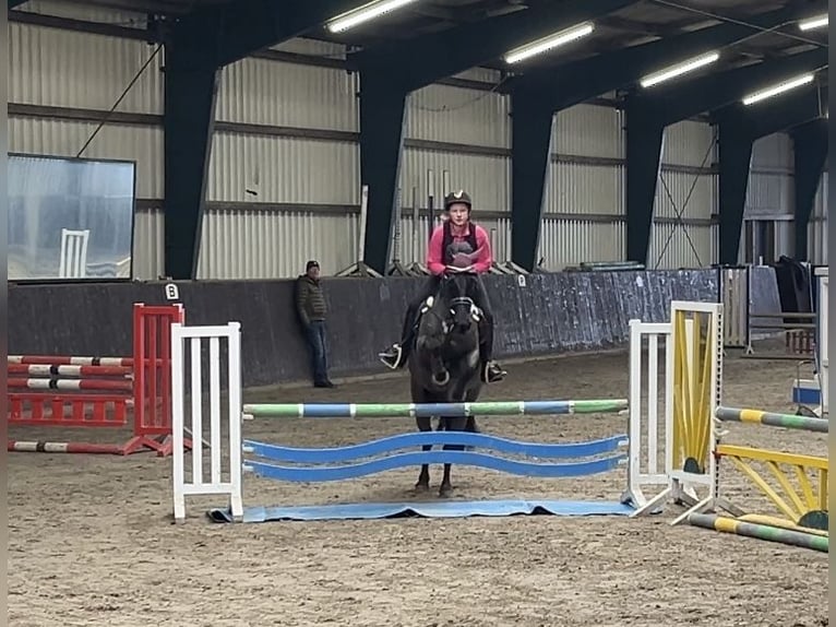 Irish Sport Horse Wallach 13 Jahre 147 cm Rappe in Nehms