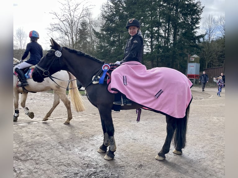 Irish Sport Horse Wallach 13 Jahre 147 cm Rappe in Nehms