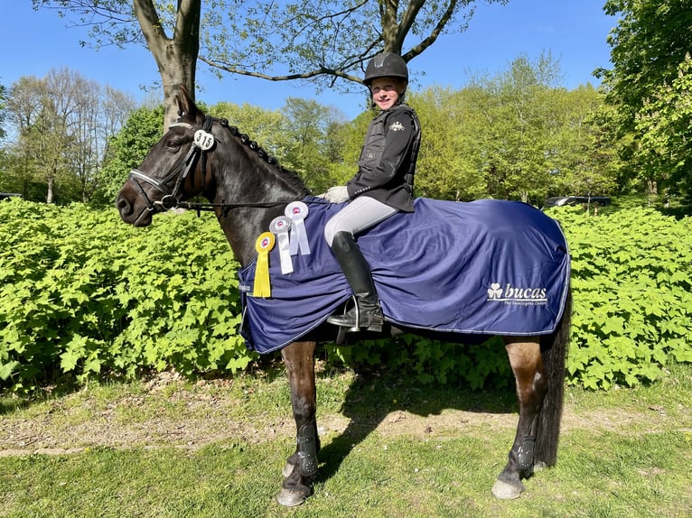 Irish Sport Horse Wallach 13 Jahre 147 cm Rappe in Nehms