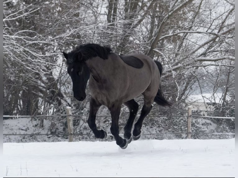 Irish Sport Horse Wallach 13 Jahre 147 cm Rappe in Nehms