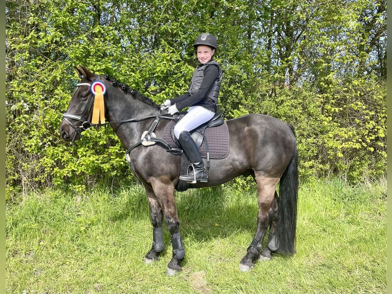 Irish Sport Horse Wallach 13 Jahre 147 cm Rappe in Nehms