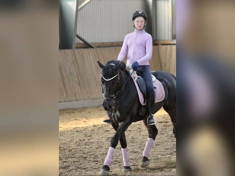 Irish Sport Horse Wallach 13 Jahre 147 cm Rappe in Nehms