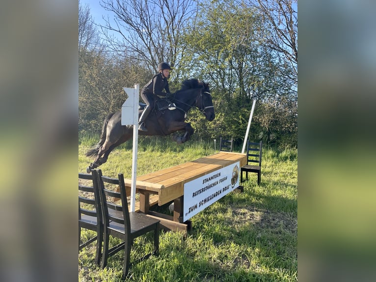 Irish Sport Horse Wallach 13 Jahre 147 cm Rappe in Nehms