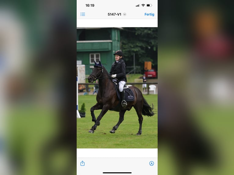 Irish Sport Horse Wallach 13 Jahre 147 cm Rappe in Nehms