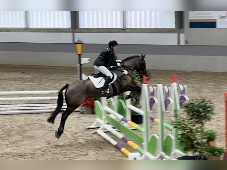 Irish Sport Horse Wallach 13 Jahre 147 cm Rappe in Nehms