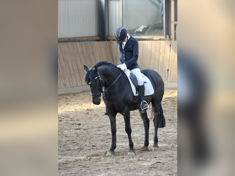 Irish Sport Horse Wallach 13 Jahre 147 cm Rappe in Nehms